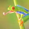 Red Eyed Tree Frog adult paint by numbers