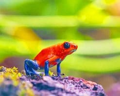 Red and Blue Frog adult paint by numbers