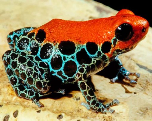 Reticulated Poison Frog adult paint by numbers