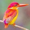 Rufous Backed Kingfisher adult paint by numbers