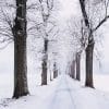 Snowy Pathway Surrounded By Trees paint by number