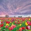 Spring Field Tulip Flowers paint by number