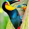 Toucan Baby adult paint by numbers