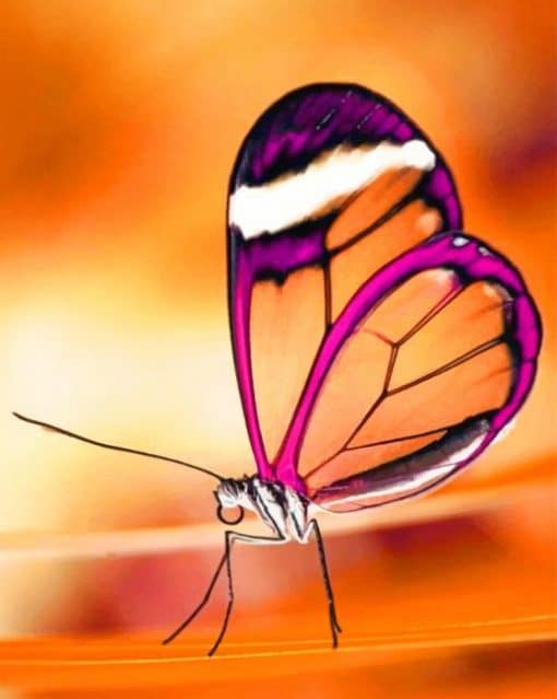 Translucent Butterfly adult paint by numbers