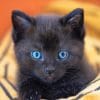 Baby Black Cat paint by numbers