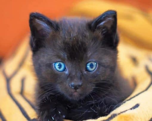 Baby Black Cat paint by numbers