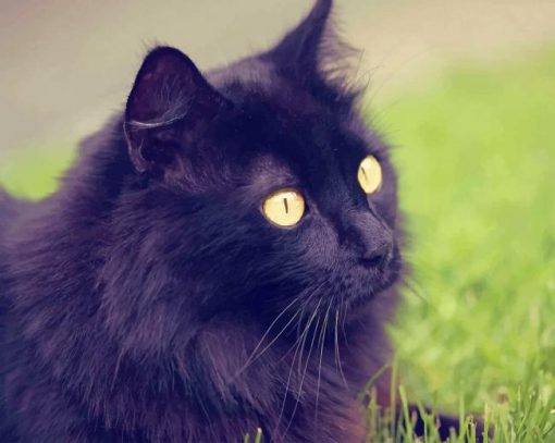 Beautiful Cat With Yellow Eyes paint by numbers