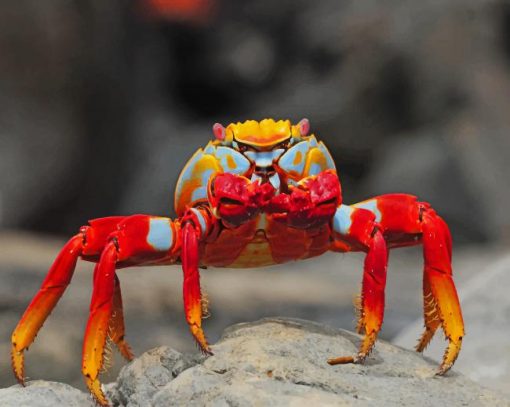 Beautiful Crab Paint By Numbers