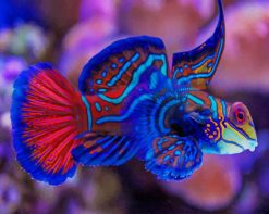 Beautiful Fish Paint By Numbers