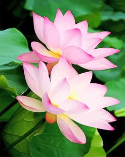 Beautiful Flowers Lotus paint by numbers