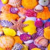 Beautiful Seashell paint by number