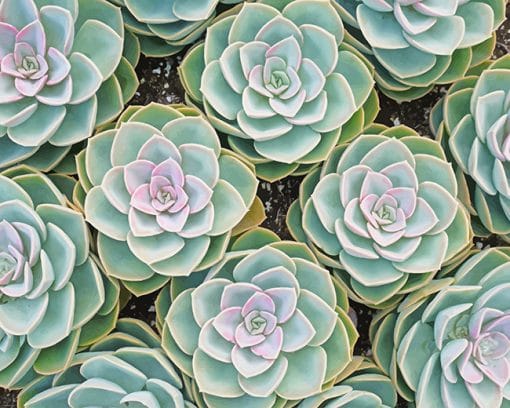 Beautiful Succulents paint by number