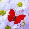 Beautiful White Flowers Red Butterfy paint by number