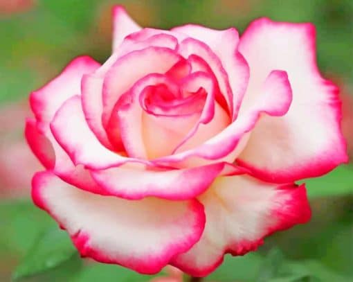 Beautiful White Pink Rose Paint by Numbers