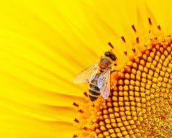 Bee On Sunflower paint by number