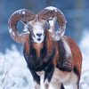 Big Horned Sheep In Snow paint by number