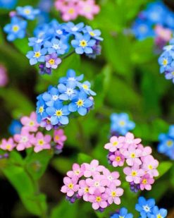 Blue And Pink Flowers Paint By Numbers