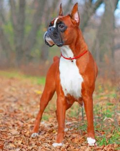 Boxer Dog In Forest paint by number