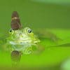 Butterfly On Frog Head paint by number