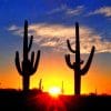 cactus sunrise adult paint by numbers