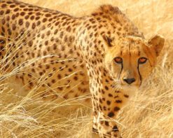 Cheetah Wild Cat Paint By Numbers