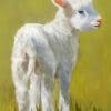 Cute Lamb paint by number