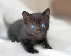 Cute Baby Cat With Blue Eyes paint by numbers