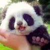 Cute Baby Panda paint by numbers