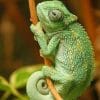 Cute Chameleon Reptile paint by numbers