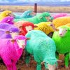 cute colorful sheeps adult paint by numbers