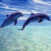 Cute Dolphin Screen Saver paint by numbers