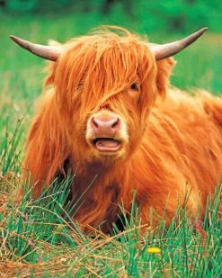 Cute Highland Cow Paint By Numbers