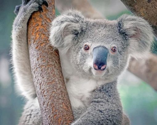 Cute Koalapaint by numbers