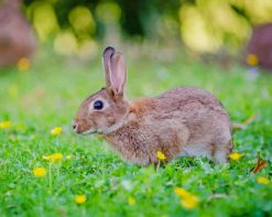 Cute Rabbit Flowers Paint By Numbers