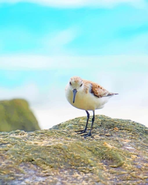 Cute Sandpiper Paint by Numbers