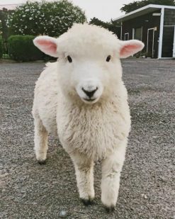 Cute Sheep Paint By Numbers