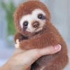 Cute Looking Sloth Paint By Numbers