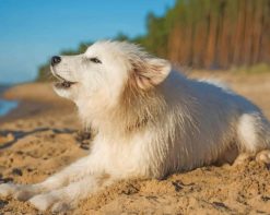 Cute White Doggy Paint By Numbers