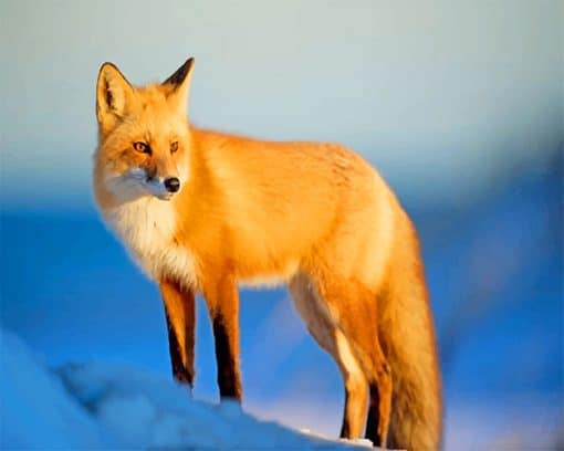 Fox Wildlife paint by number