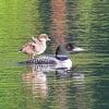 Goldeneye Duckling paint by numbers