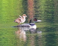 Goldeneye Duckling paint by numbers