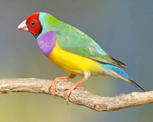 Gouldian Finch Paint By Numbers