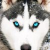 Husky Dog Blue Eyes Paint By Numbers