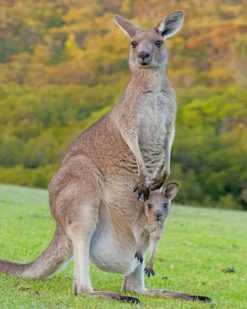 Kangaroo In Forest paint by numbers