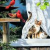 Kittens And Birds Paint By numbers