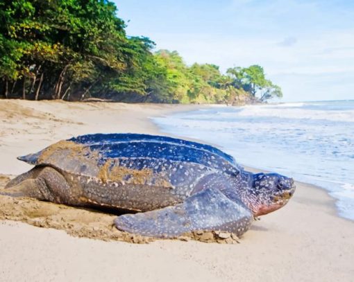 leatherback Turtle paint by numbers