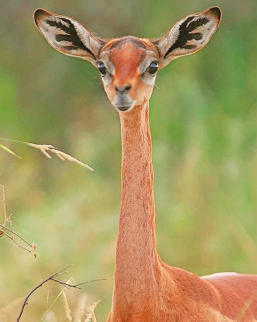 long necked antelope adult paint by numbers