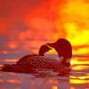 Loons Sunset paint by number