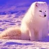 Lovely Arctic Fox paint by number