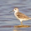 Marsh Sandpiper Paint By Numbers